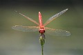 IMG_6146 Sympetrum fonscolombii